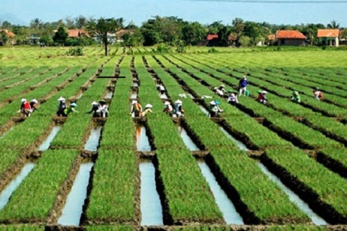 Kementan dorong peningkatan produktivitas bawang merah lewat benih TSS