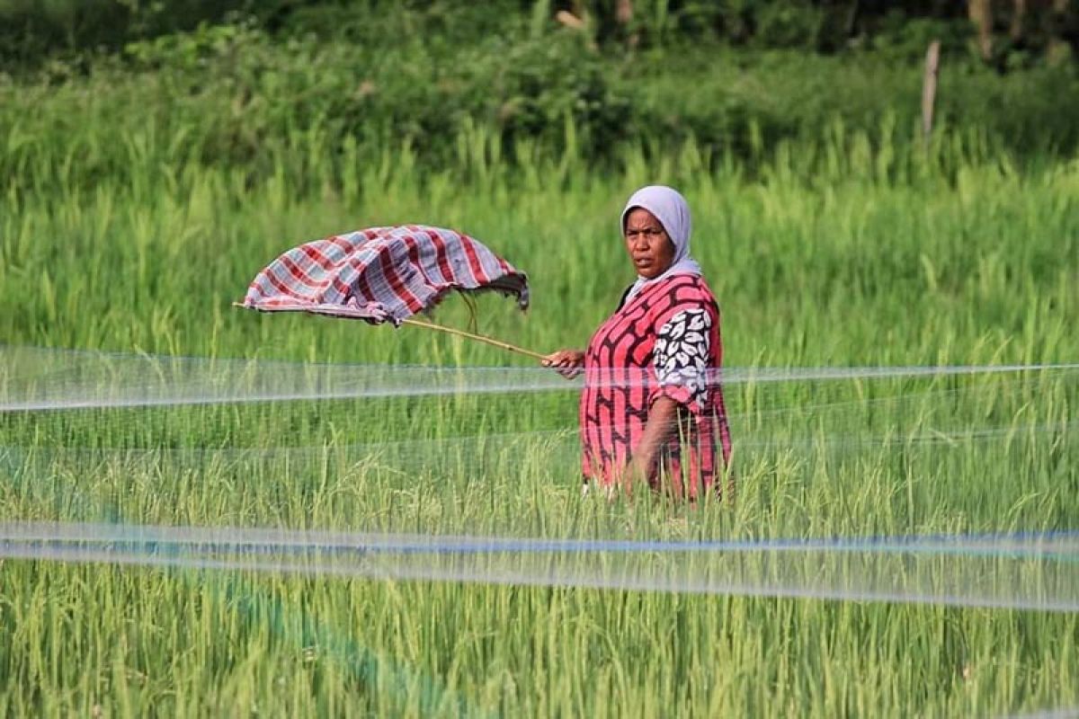 Produksi padi Aceh Jaya 2020 capai target. Ini penyebabnya