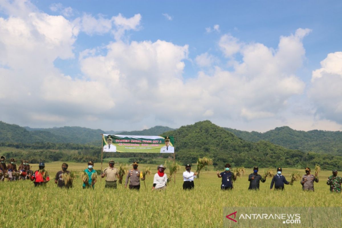 Produksi padi di Kulon Progo capai 126.003 ton pada 2020