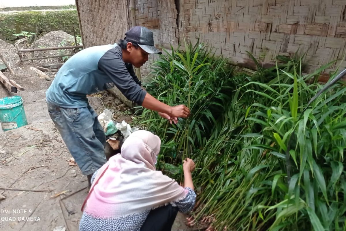 Penangkar benih jahe Lebak raih keuntungan di tengah pandemi