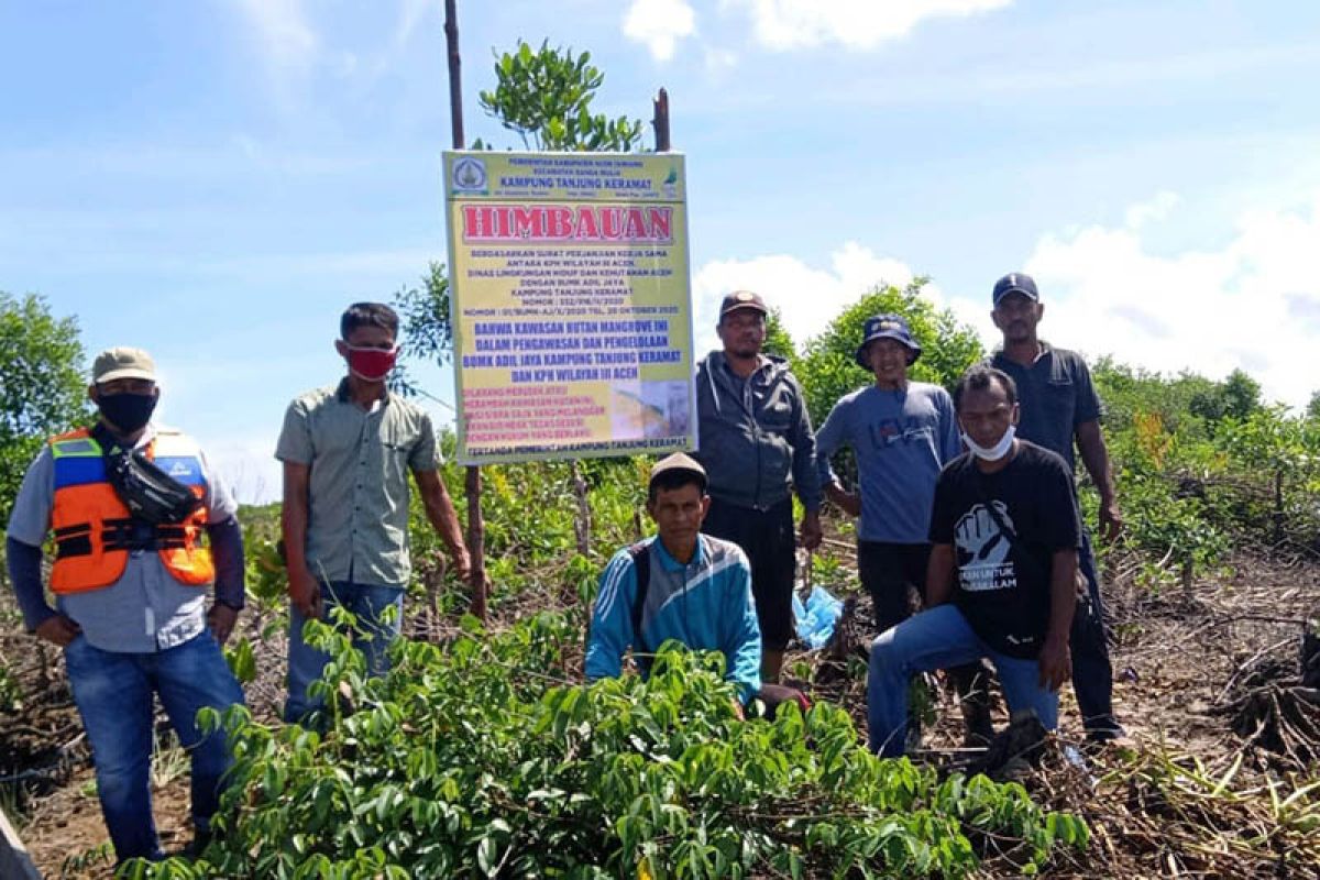 Ratusan hektare hutan mangrove di Aceh Tamiang habis dibabat