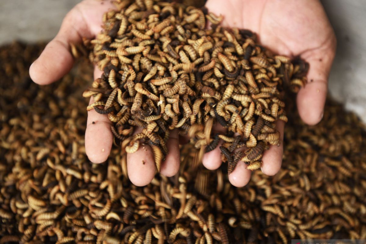 Pemkot manfaatkan larva lalat hitam kurangi sampah organik