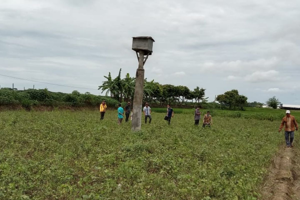 WCS ajak petani manfaatkan burung hantu kendalikan hama tikus di sawah