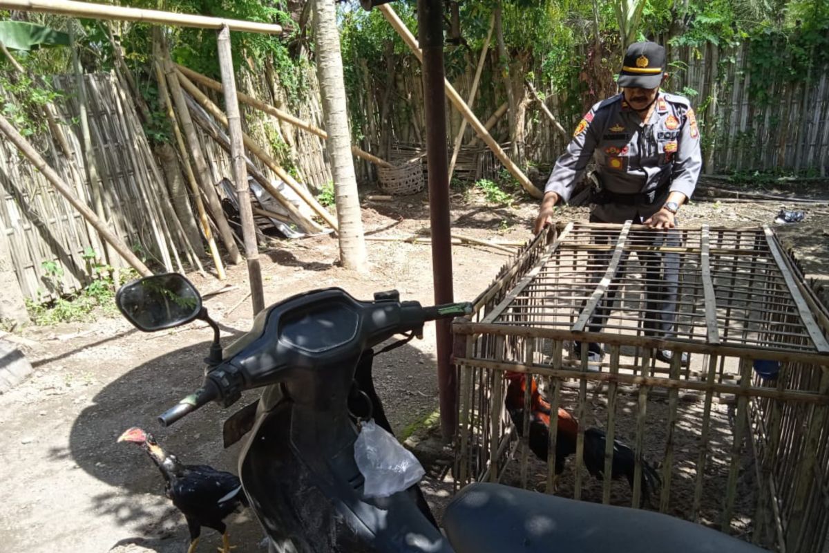 14 ekor ayam pesabung ayam di Labuhan Haji tertinggal saat dibubarkan polisi (Video)