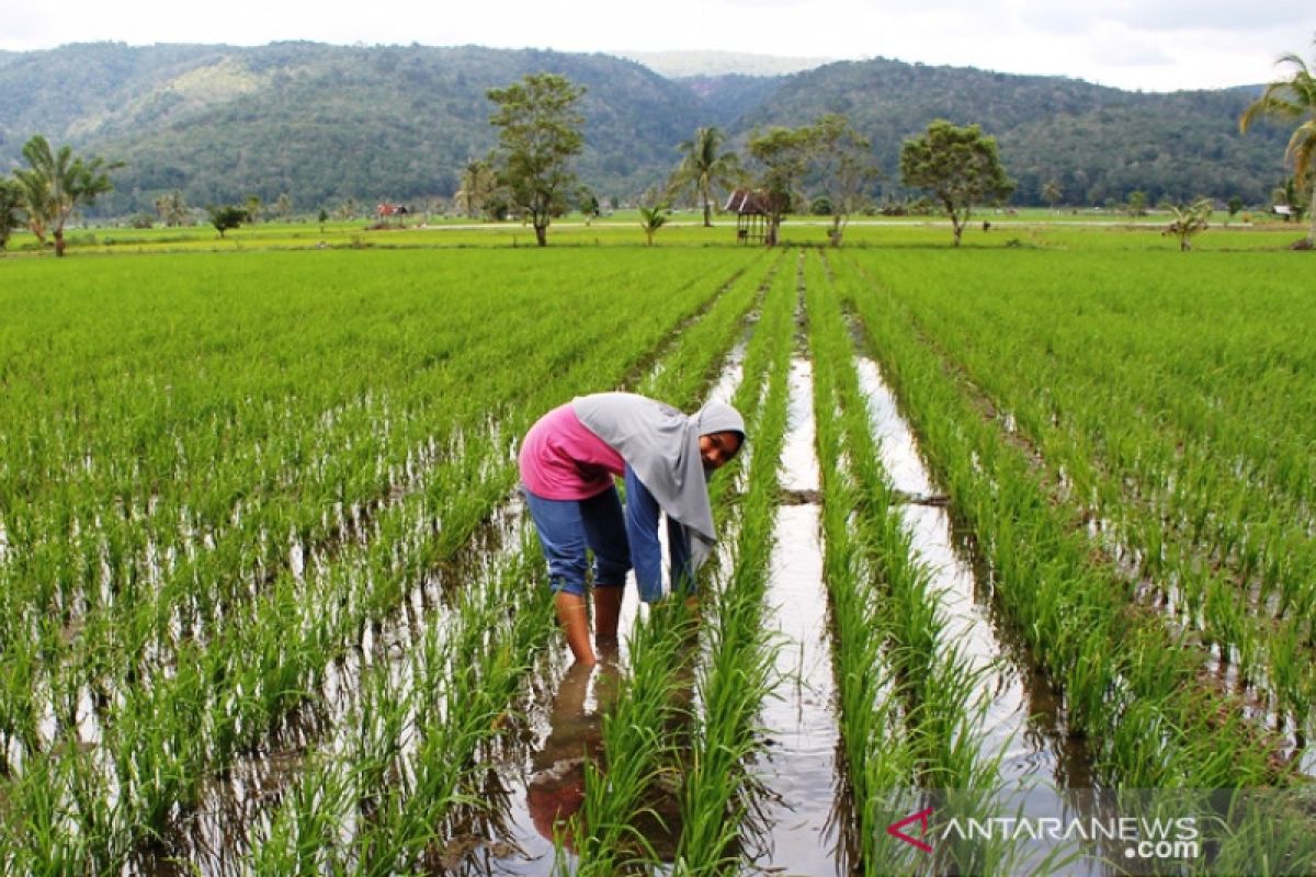 Banggakan orangtua, anak petani atlet prestasi asal Tapsel ini ingin jadi TNI