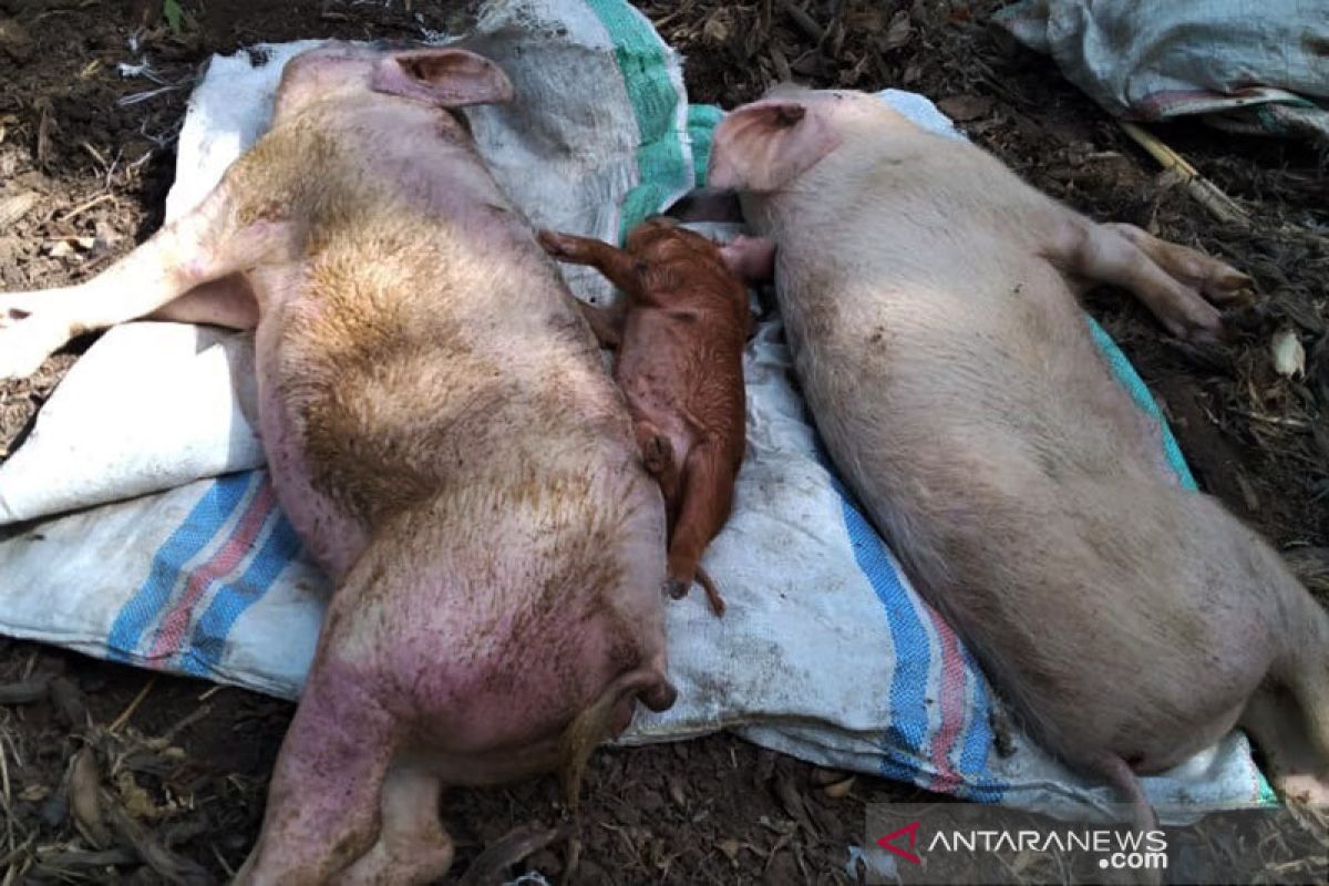 Hong Kong memusnahkan 3.000 babi karena demam babi Afrika