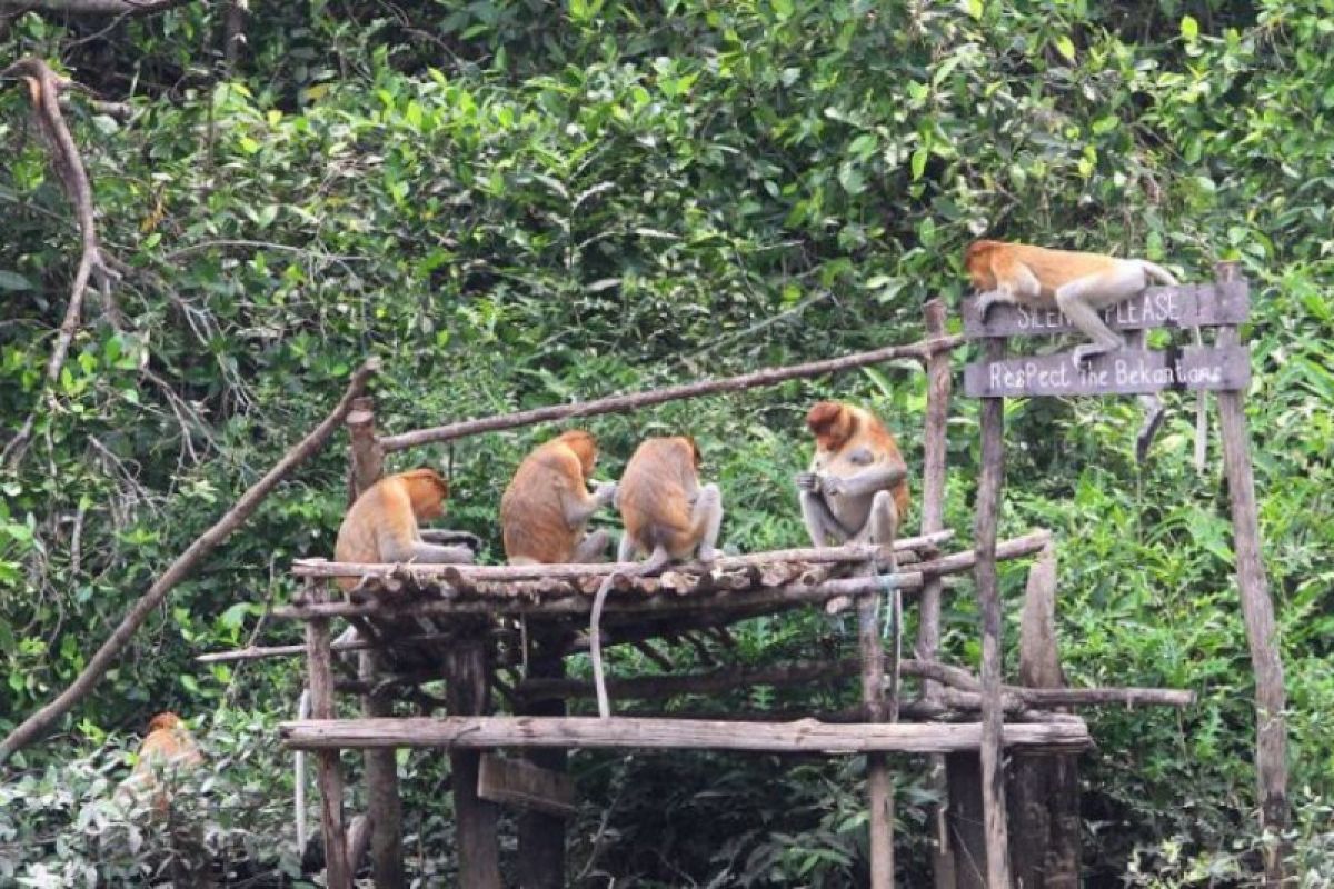 A closer look at Bekantan's life in Curiak Island, South Kalimantan