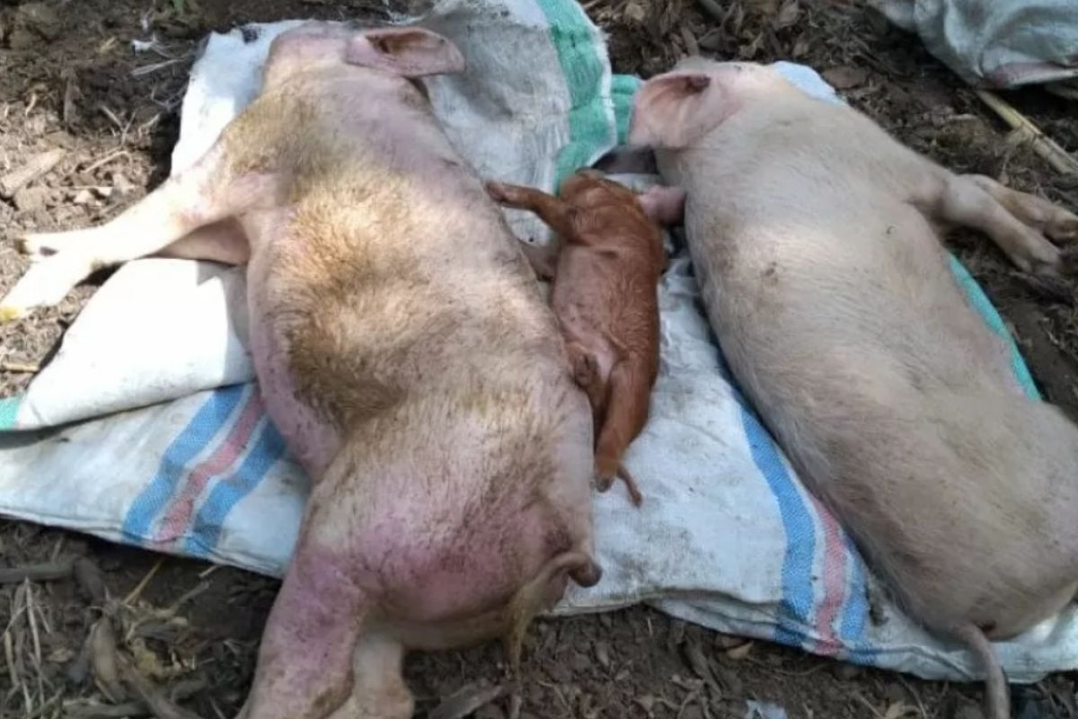 Ratusan ekor babi milik warga mati mendadak