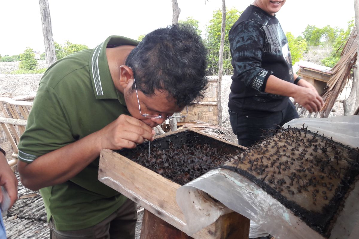 Dinas Kehutanan Sumut berikan pengembangan madu kelulud ke Peduli Pesisir Pangkalan Susu