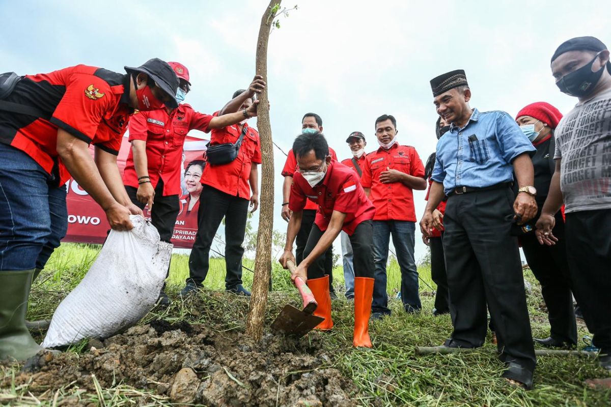 HUT Ke-48,PDIP Surabaya tanam pohon trembesi di Sememi Jaya