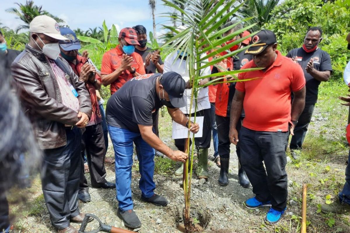 PDIP Papua canangkan penanaman pohon sagu seluas 4 hektare