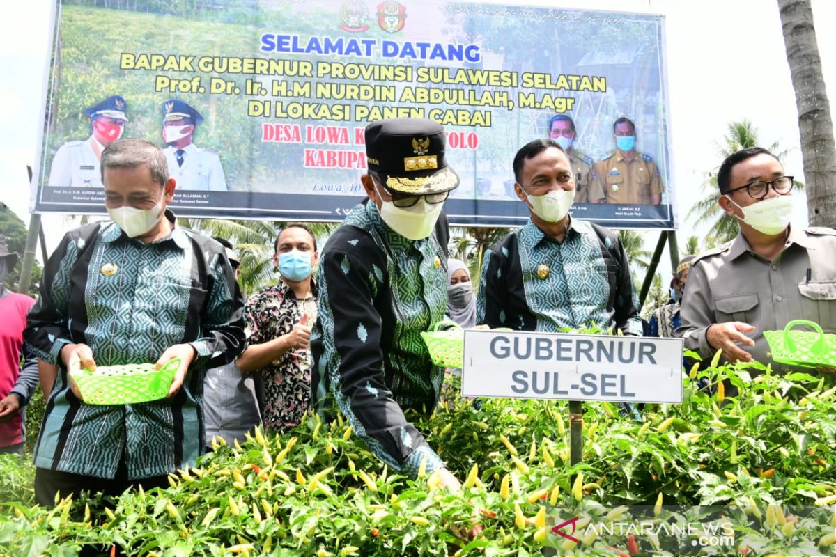 Gubernur Sulsel Ikut panen cabai di Kabupaten Wajo