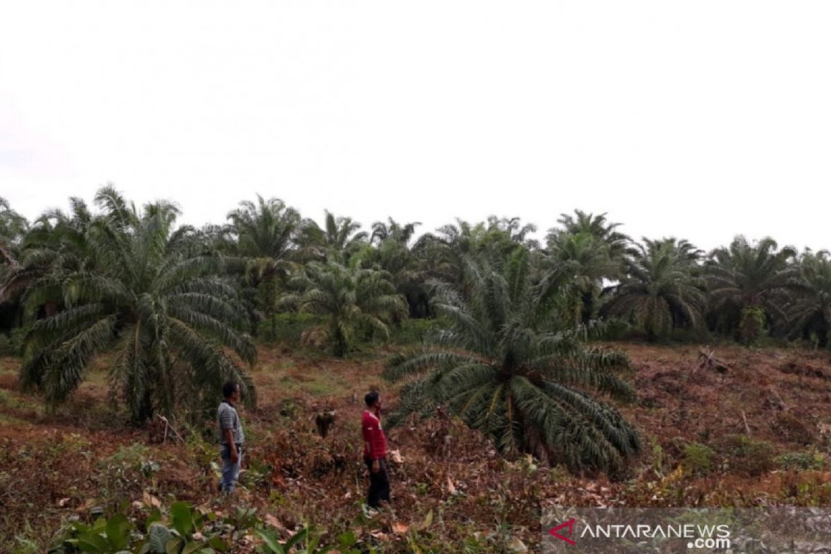 Dua kelompok tani Mukomuko dapat rekomendasi peremajaan sawit