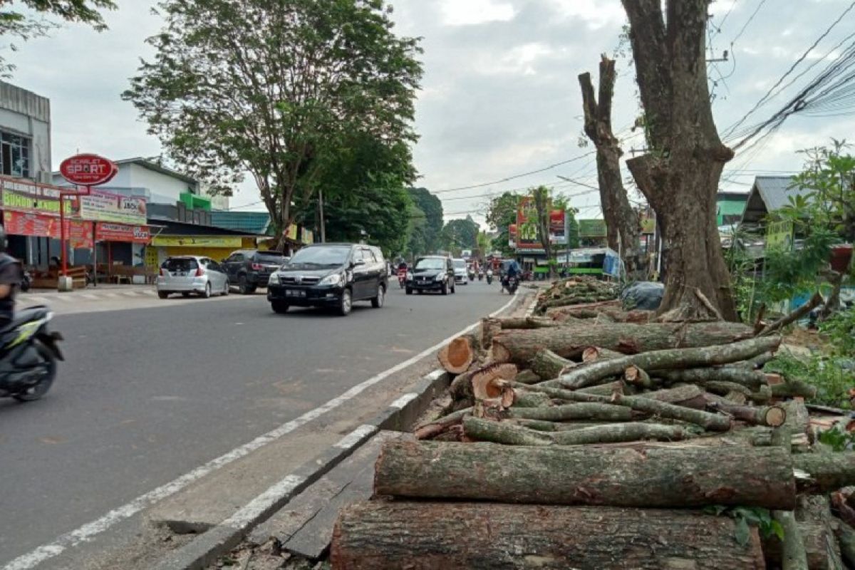 Pohon rindang Jalan Agus Salim dipangkas jauh lebih aman