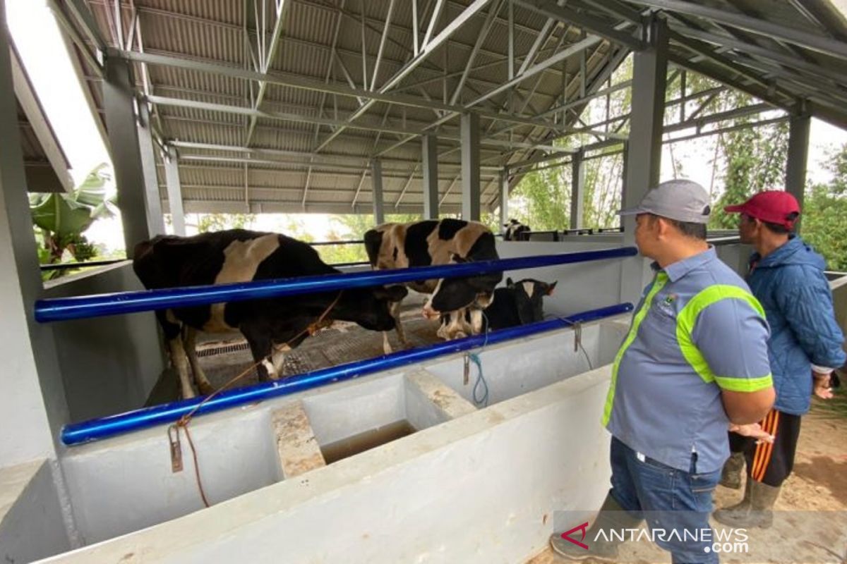 Mercy-USA beri bantuan sapi untuk Poktan Talang Parindu Agam