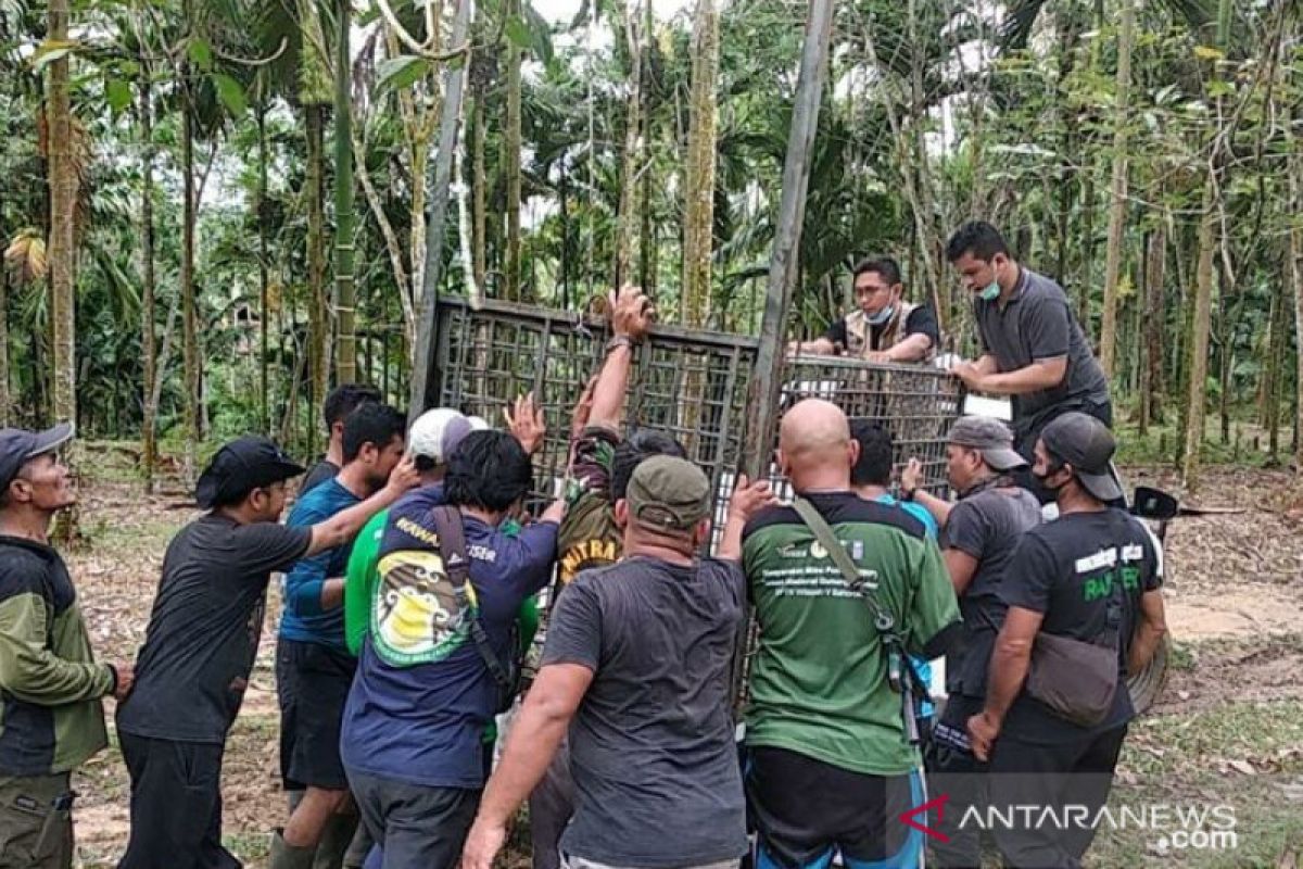 BBKSDA Sumut pasang perangkap harimau yang memangsa ternak warga di Langkat