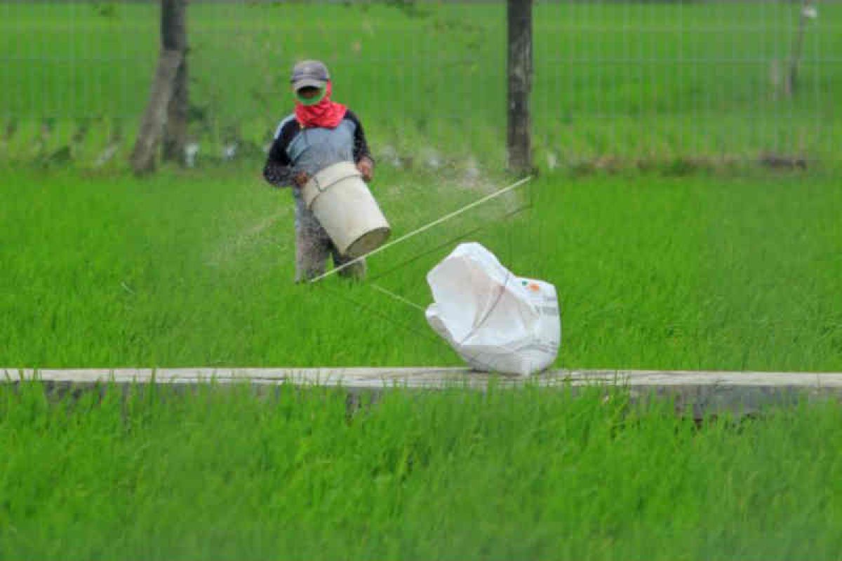 Petani Indramayu sulit dapatkan pupuk subsidi