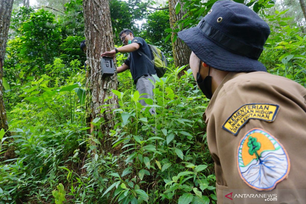 BKSDA pasang kamera pendeteksi harimau di lereng Gunung Wilis