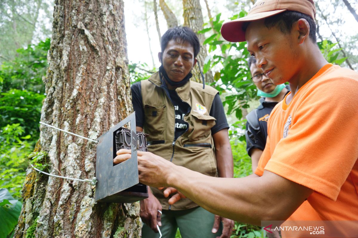 Satwa liar diduga harimau terdeteksi di lereng Gunung Wilis