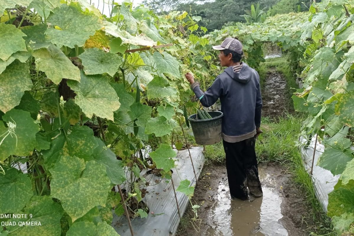 Petani sayur Lebak peroleh untung besar di tengah pandemi COVID-19