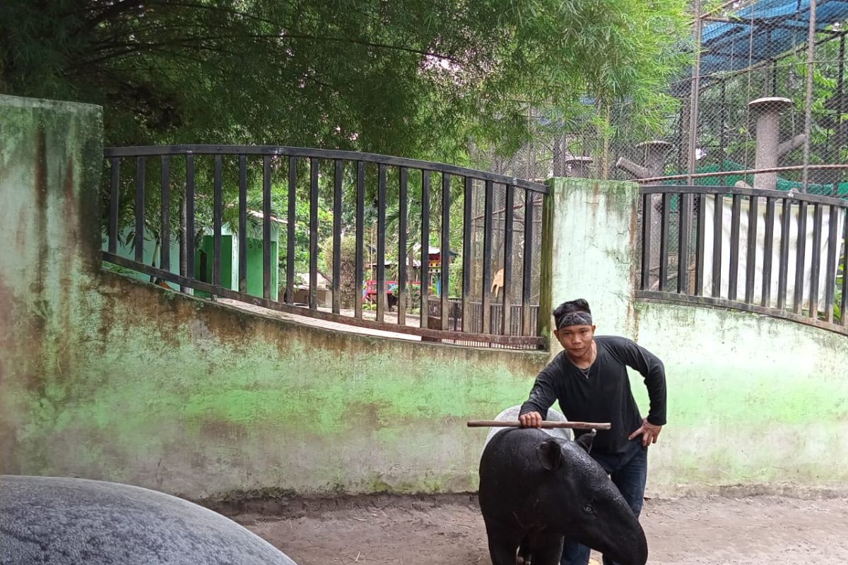 Peby, tapir koleksi Taman Rimba Jambi hamil tua dan segera melahirkan