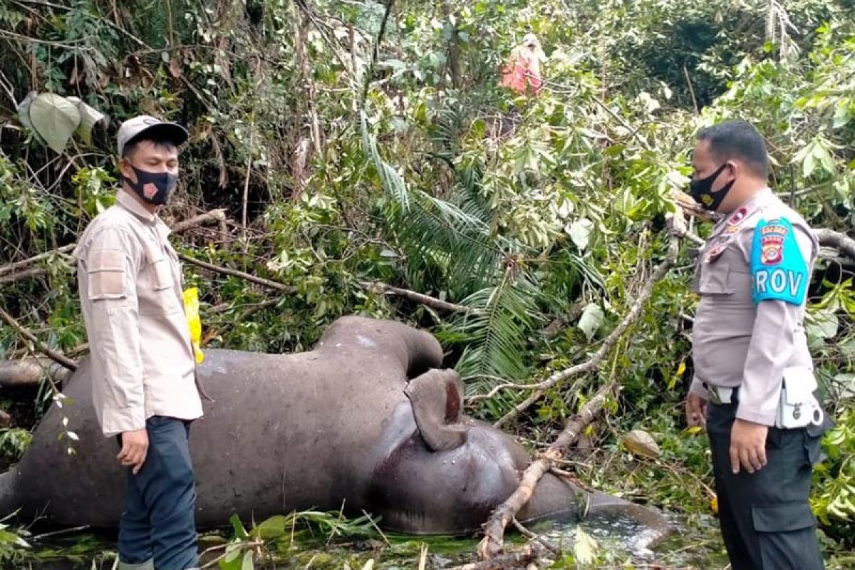 Seekor gajah liar ditemukan mati di Bener Meriah