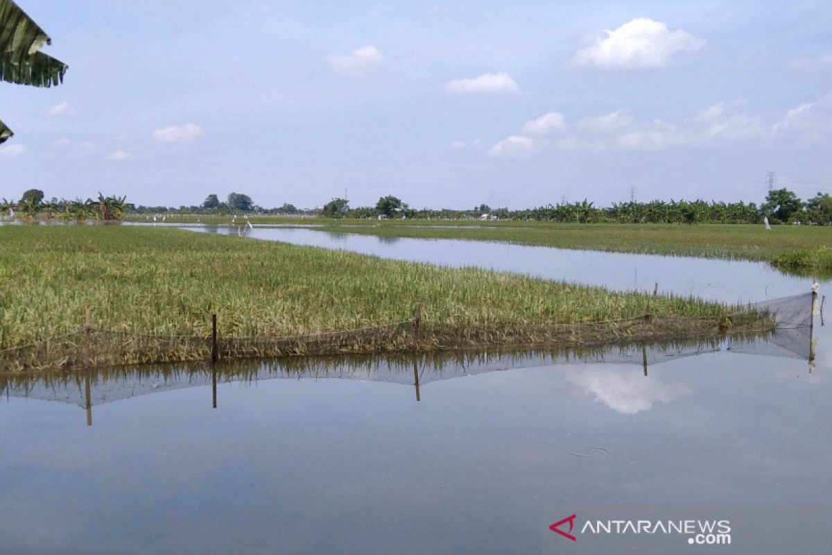Tanaman padi terendam banjir,  petani di Kudus ajukan klaim asuransi