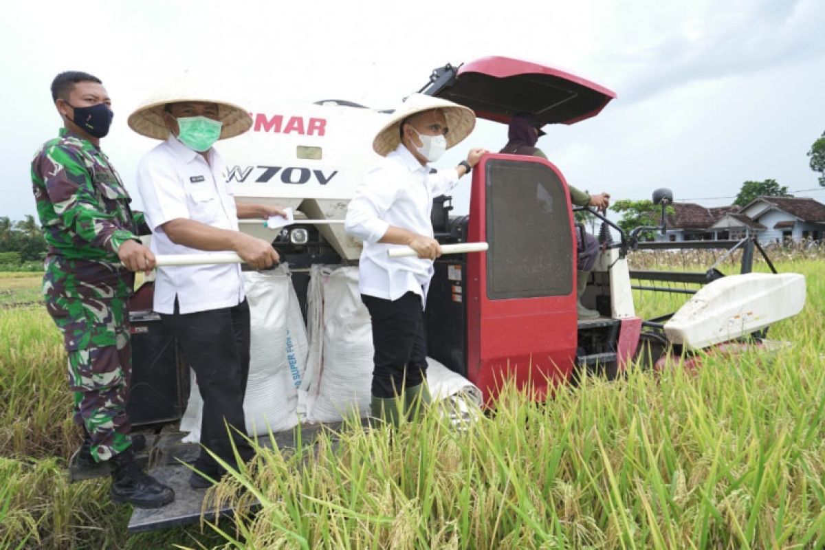 Sektor pertanian di Banyuwangi tumbuh positif selama pandemi COVID-19