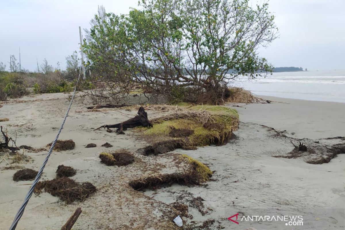 Abrasi Pulau Baai, BKSDA butuh 85 ribu bibit