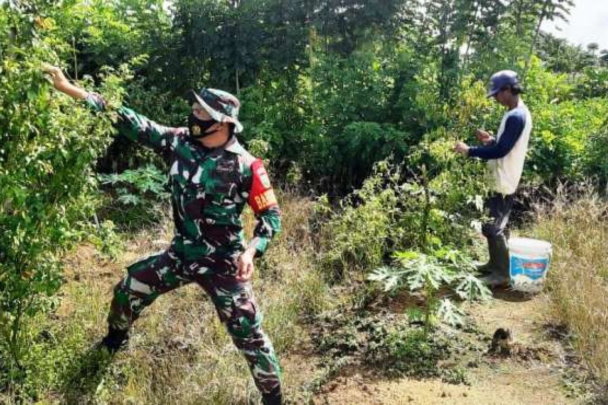 Babinsa Koramil Timika lakukan komsos pendampingan petani