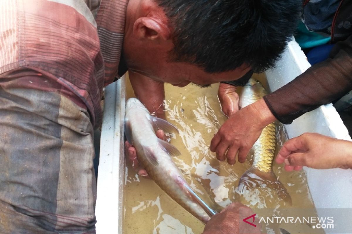 Targetkan produksi ikan air tawar Solok Selatan naik, tapi belum cukupi kebutuhan