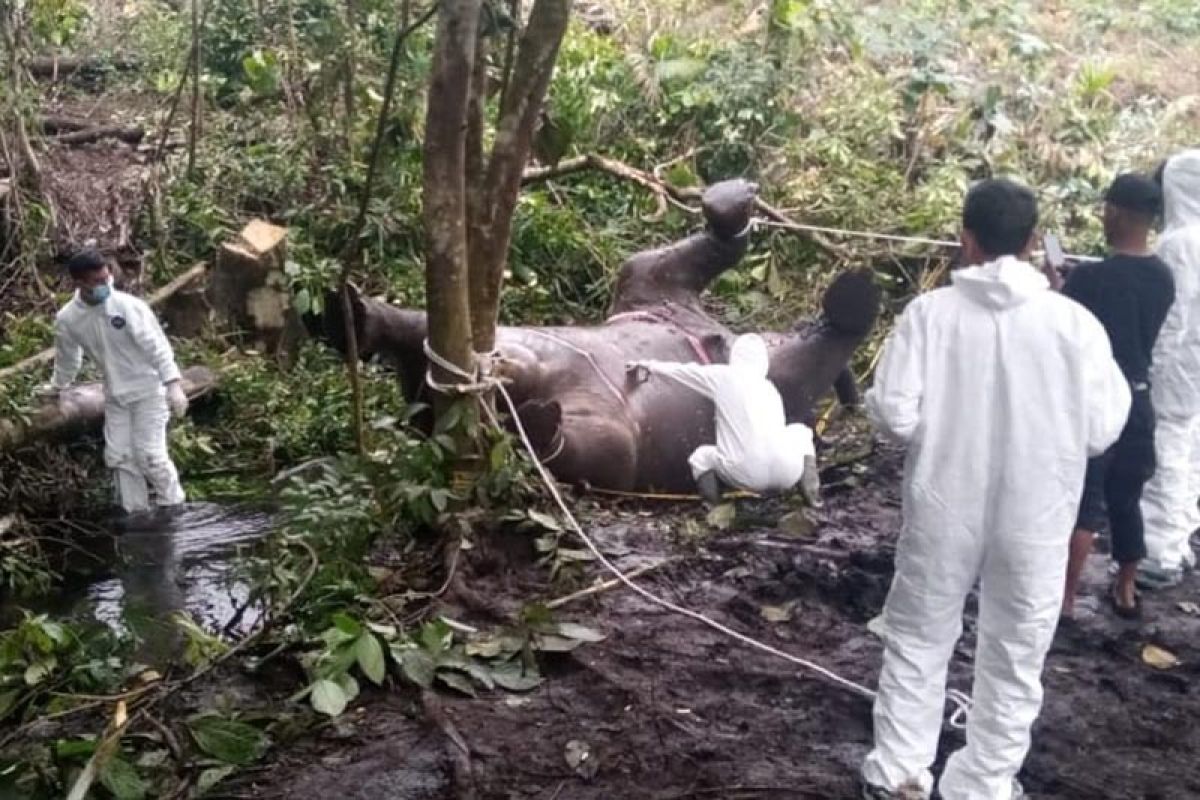 Tim BKSDA temukan bayi gajah dalam perut gajah mati di Bener Meriah