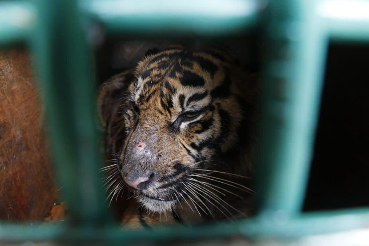 Seekor harimau dilaporkan mangsa ternak warga di Aceh Timur
