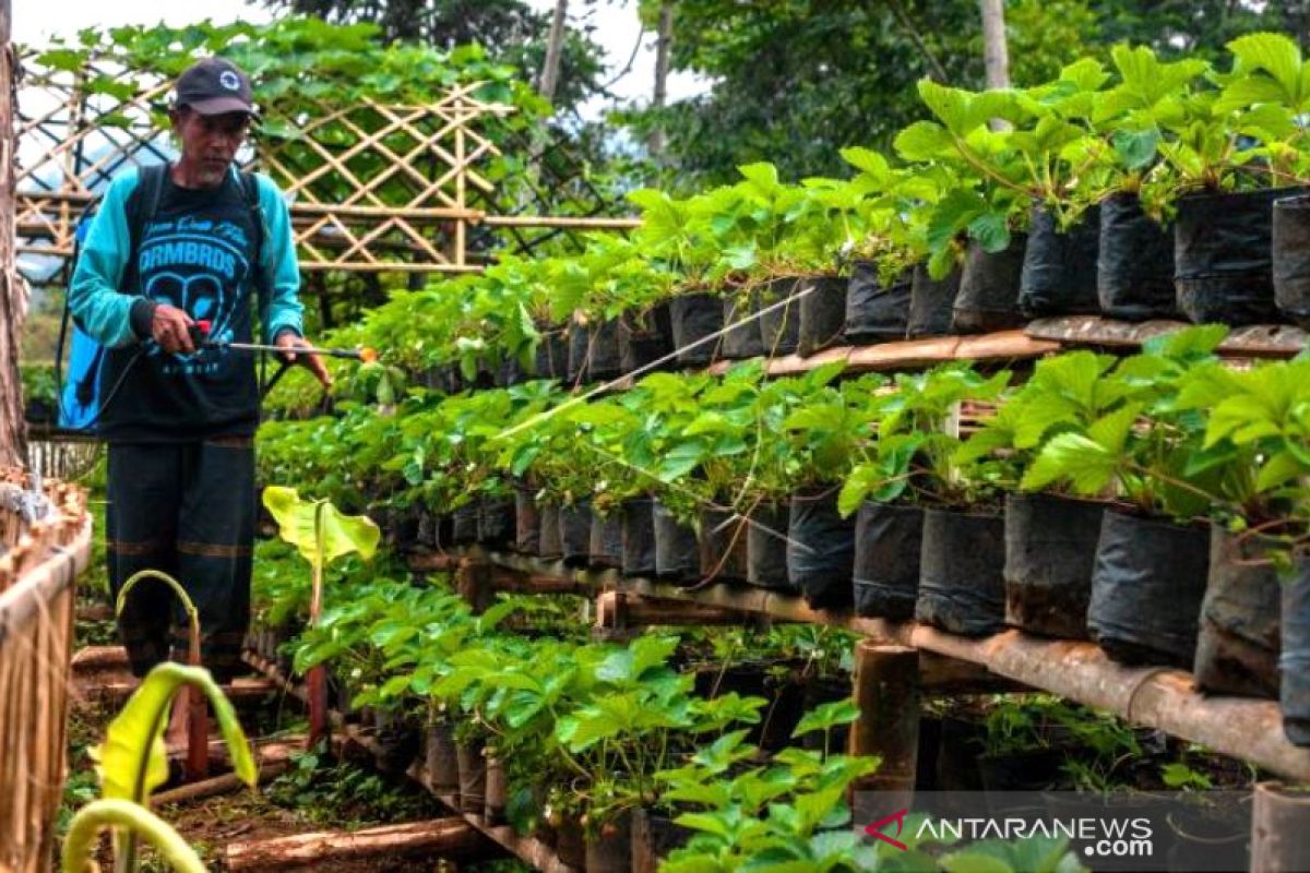 Pengembangan Kebun Strawberry Di Area Wisata