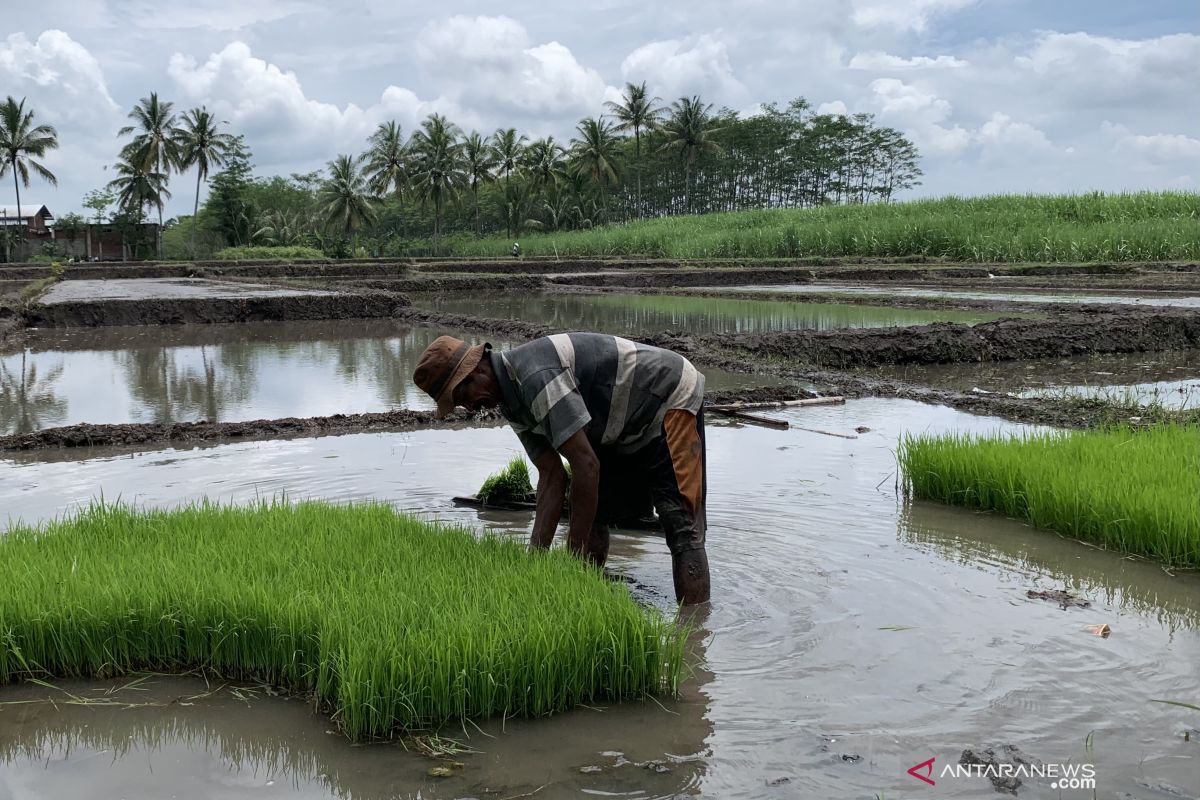 Masalah klasik kian menjerat petani saat pandemi COVID-19