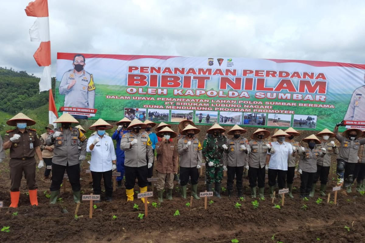 Kapolda Sumbar tanam bibit nilam di Nagari Supayang, Kabupaten Solok