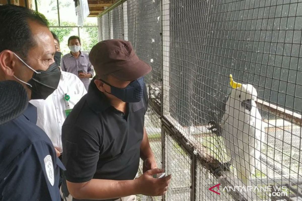 Ratusan burung dilindungi disita dari penangkar ilegal di Sukabumi