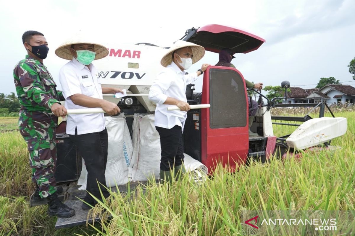 Luas areal tanaman padi 2020 di Banyuwangi lampaui target