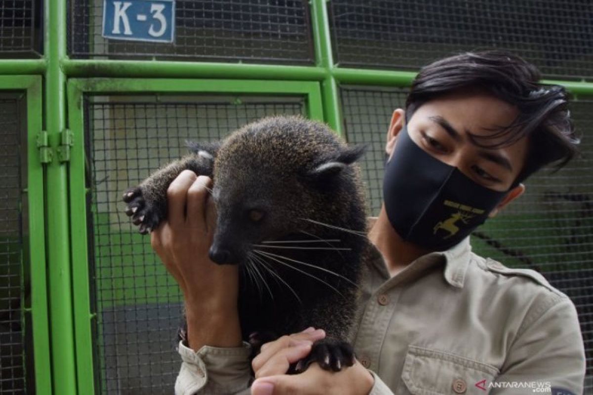 Pemeliharaan satwa koleksi Taman Wisata Umbul Madiun terdampak PPKM