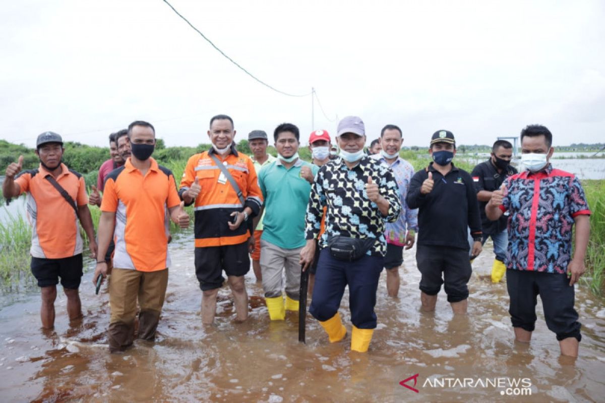 Ratusan rumah dan sawah di Teluk Lanus Siak terendam banjir