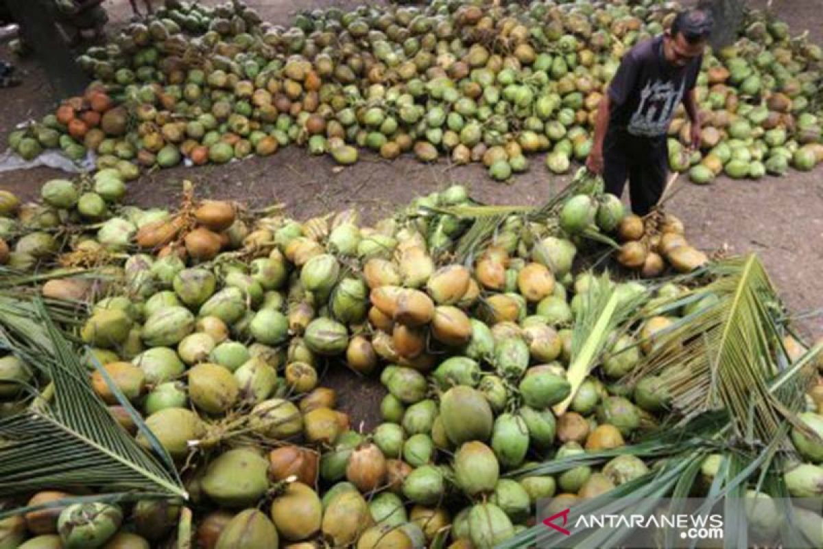 Anggota DPR sebut Aceh Timur layak kembangkan kelapa pandan wangi