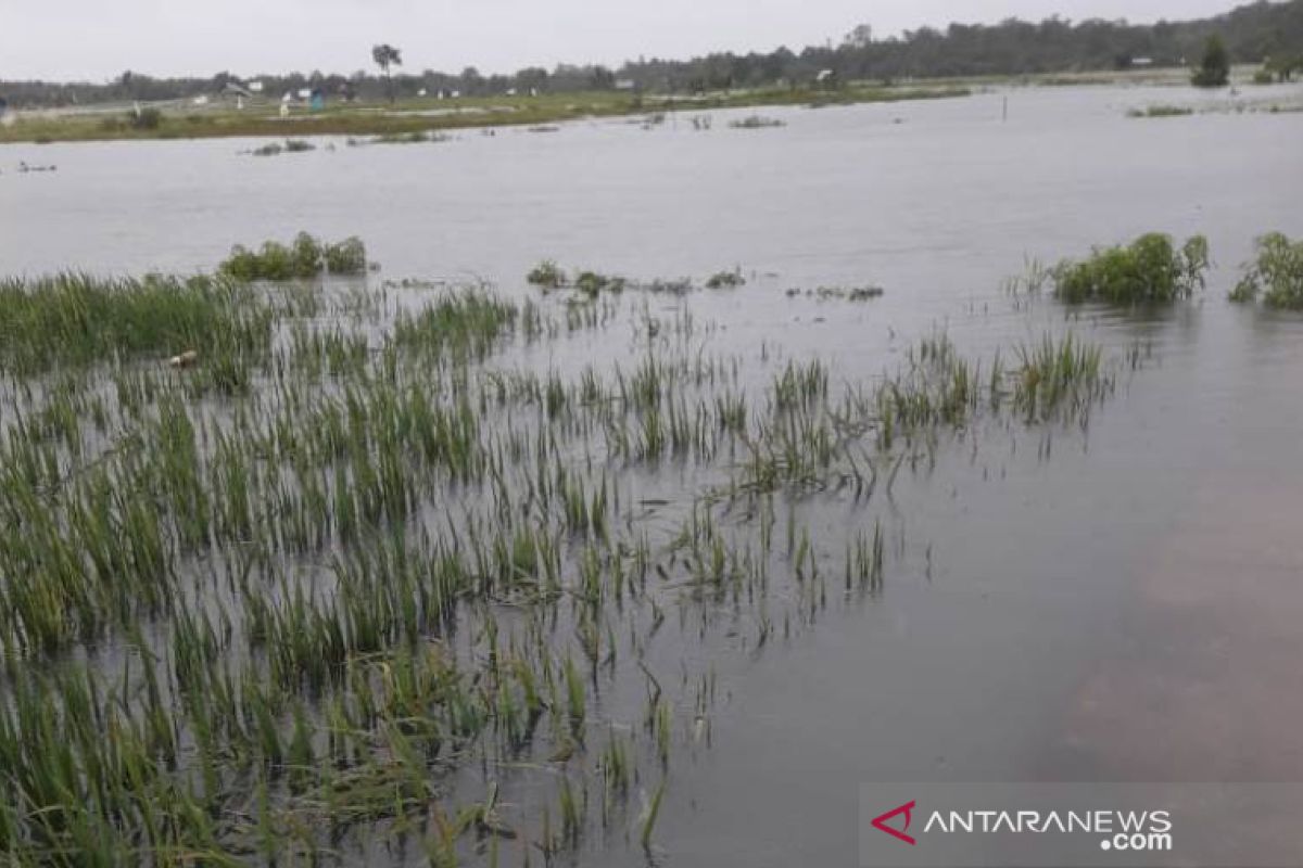 50 hektare sawah petani di Belitung terendam banjir