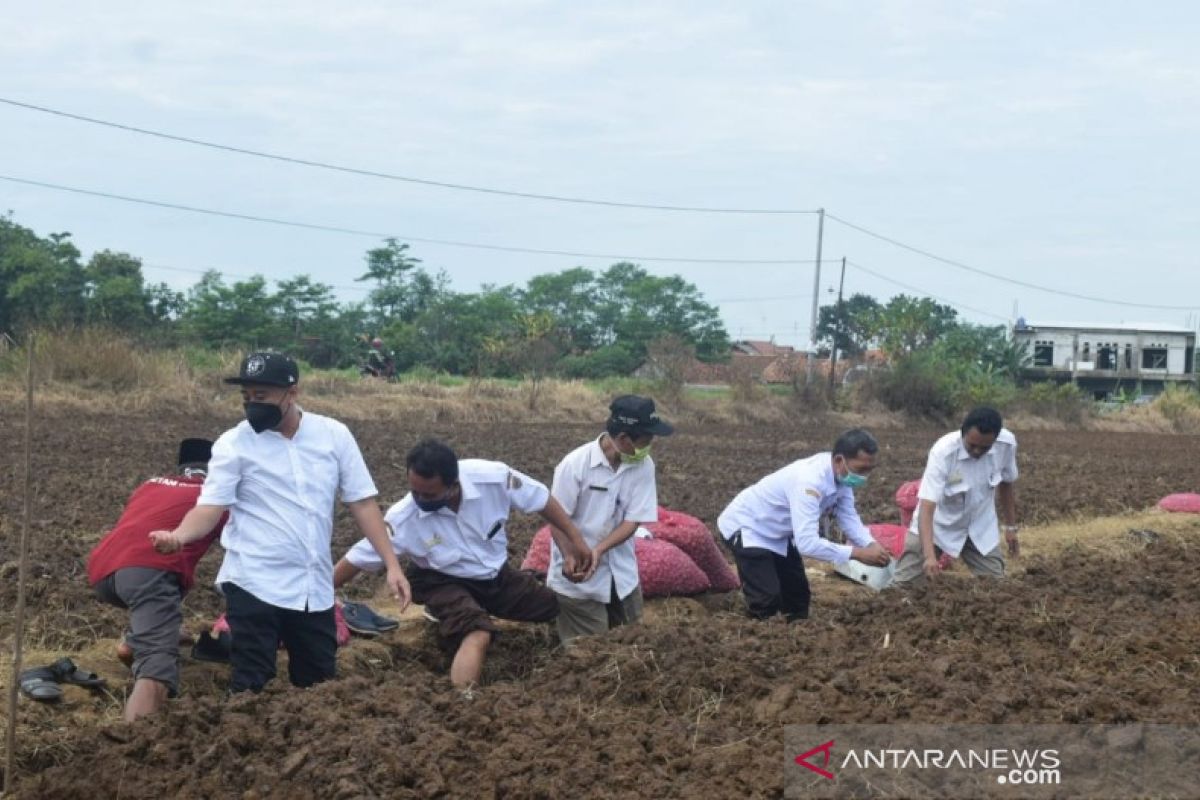 Pemkab Batang inisiasi tanam bawang seluas 3 hektare