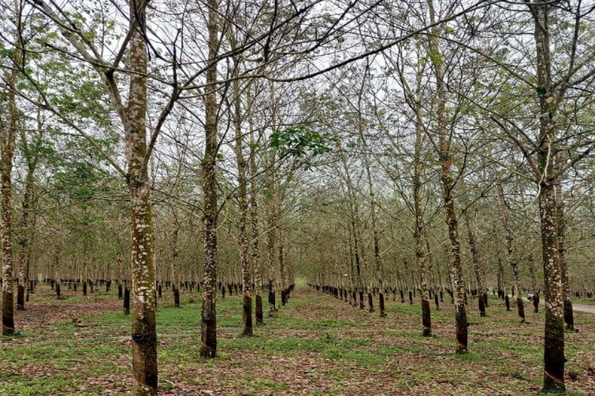 Pabrik karet di Sumut kesulitan bahan baku