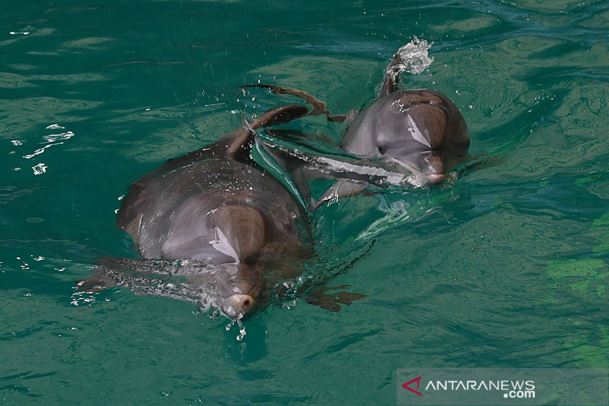 Bayi lumba-lumba Uchuy menambah koleksi satwa Taman Safari Prigen