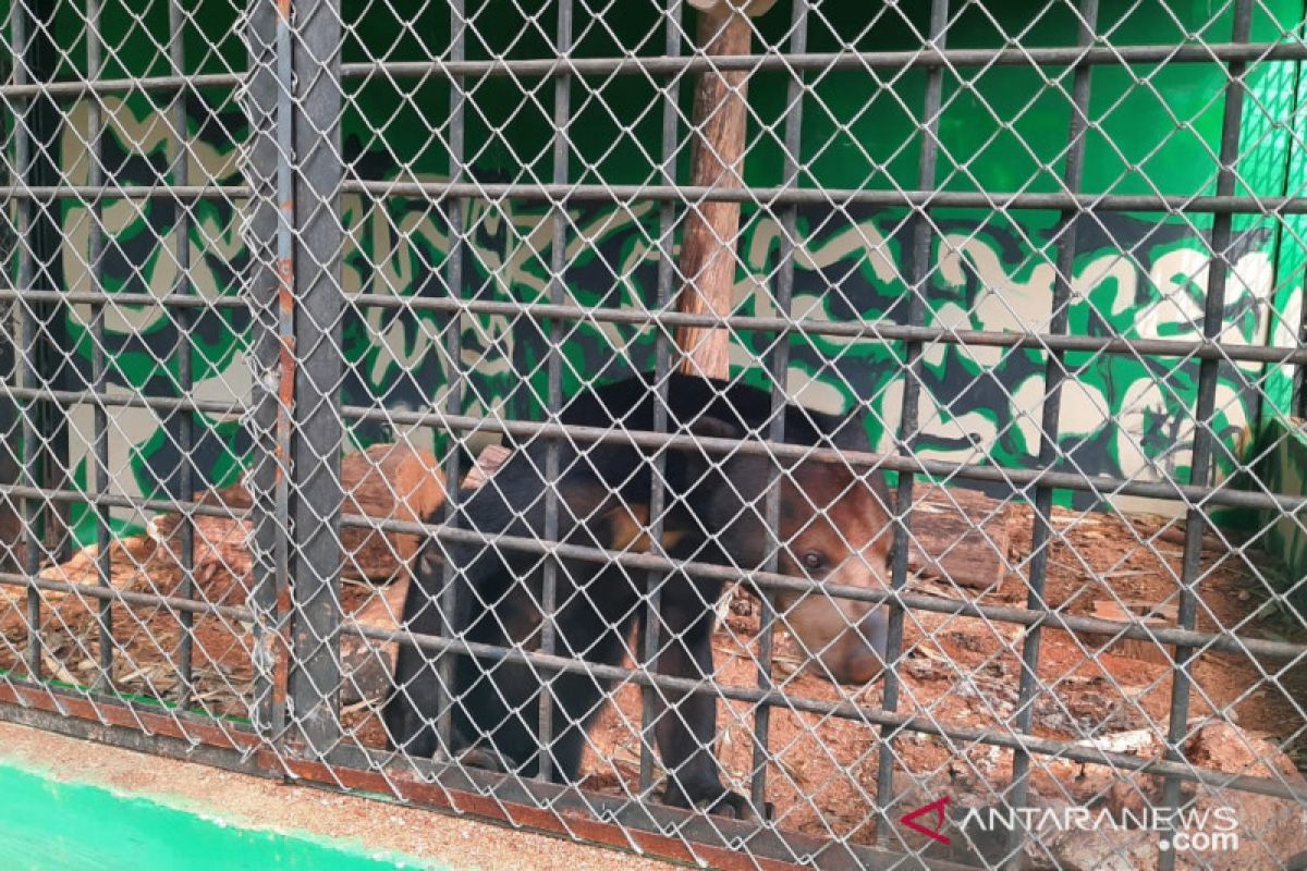 BKSDA rehabilitasi lima beruang madu