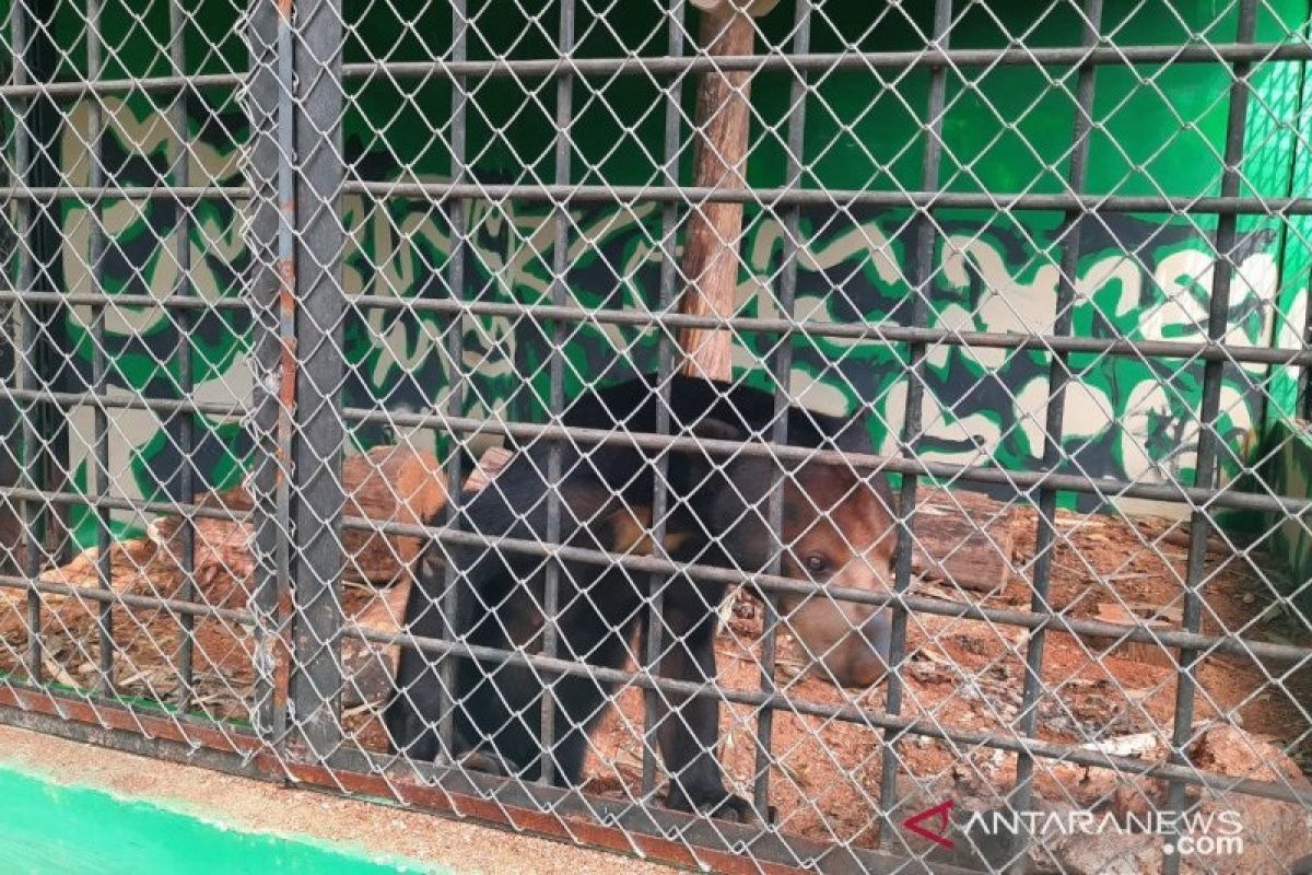Lima beruang madu dibangkitkan instingnya sebelum dilepas liar ke alam bebas