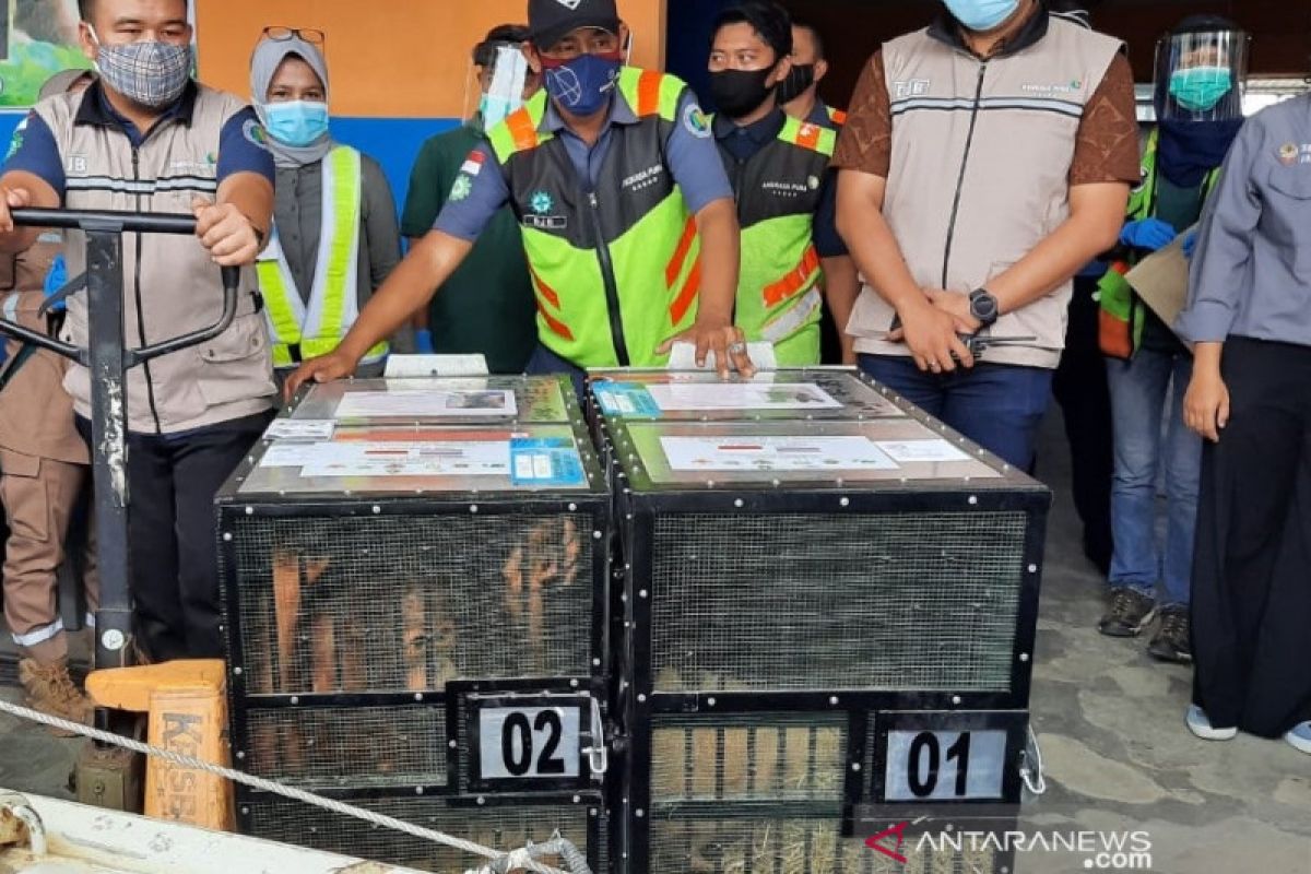 Dua ekor Orang Utan hasil repatriasi jalani uji swab COVID-19