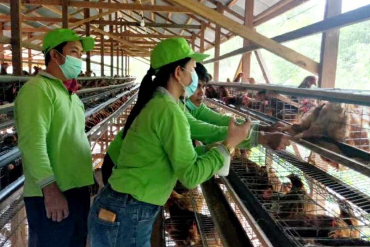 Distan Gumas berikan vaksin kepada ayam petelur milik poktan ternak