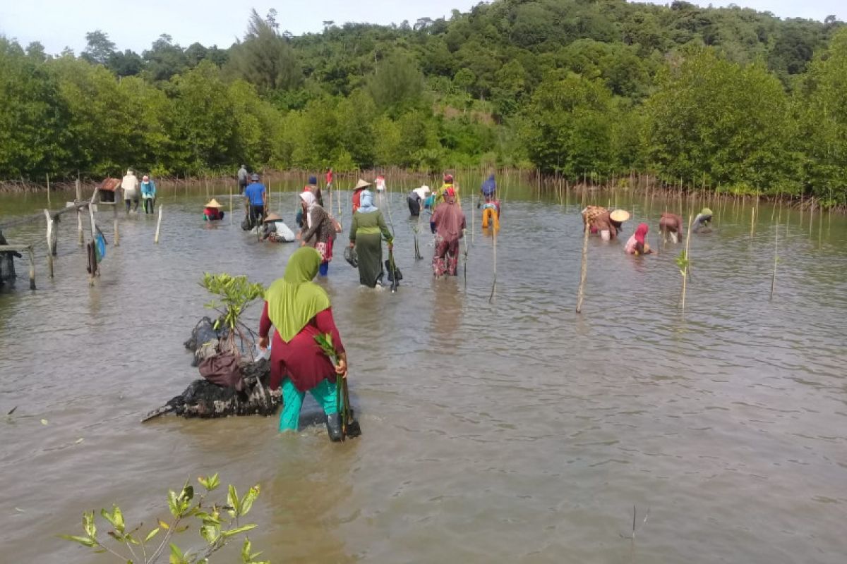 KKP tanam hingga 2,9 juta batang mangrove selama tahun 2020